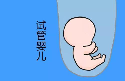 胚胎培养
